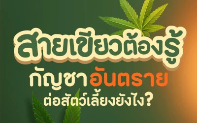 Cannabis vs. Catnip: What Pet Owners Should Know