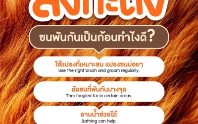 Cat Fur Matted What Should You Do?